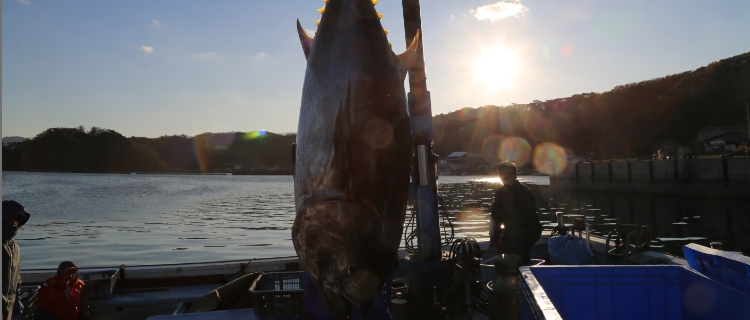 愛情を込めた対馬のマグロを大切な皆様にお届けします。