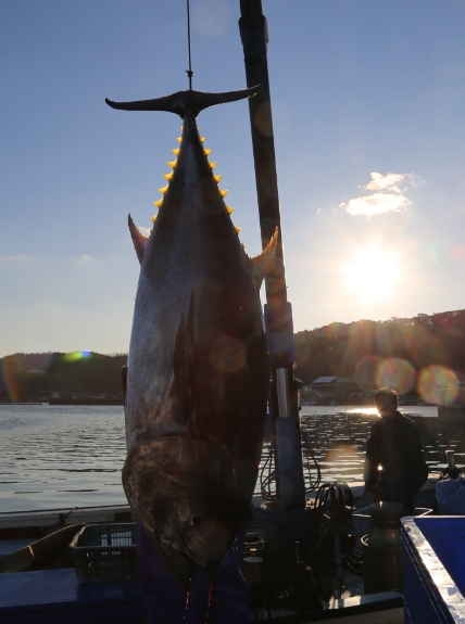 愛情を込めた対馬のマグロを大切な皆様にお届けします。